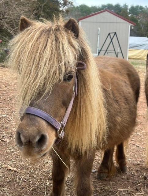 Tina, Adoptable, Adult Female Miniature Horse.