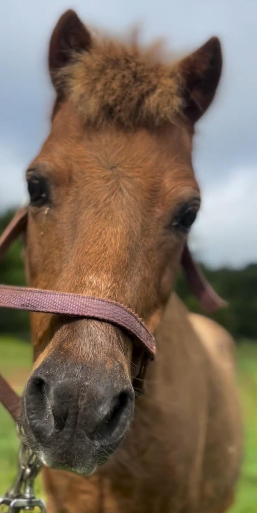 Enlarge Tina, a Adoptable Miniature Horse in scottsville, VA image 4/4