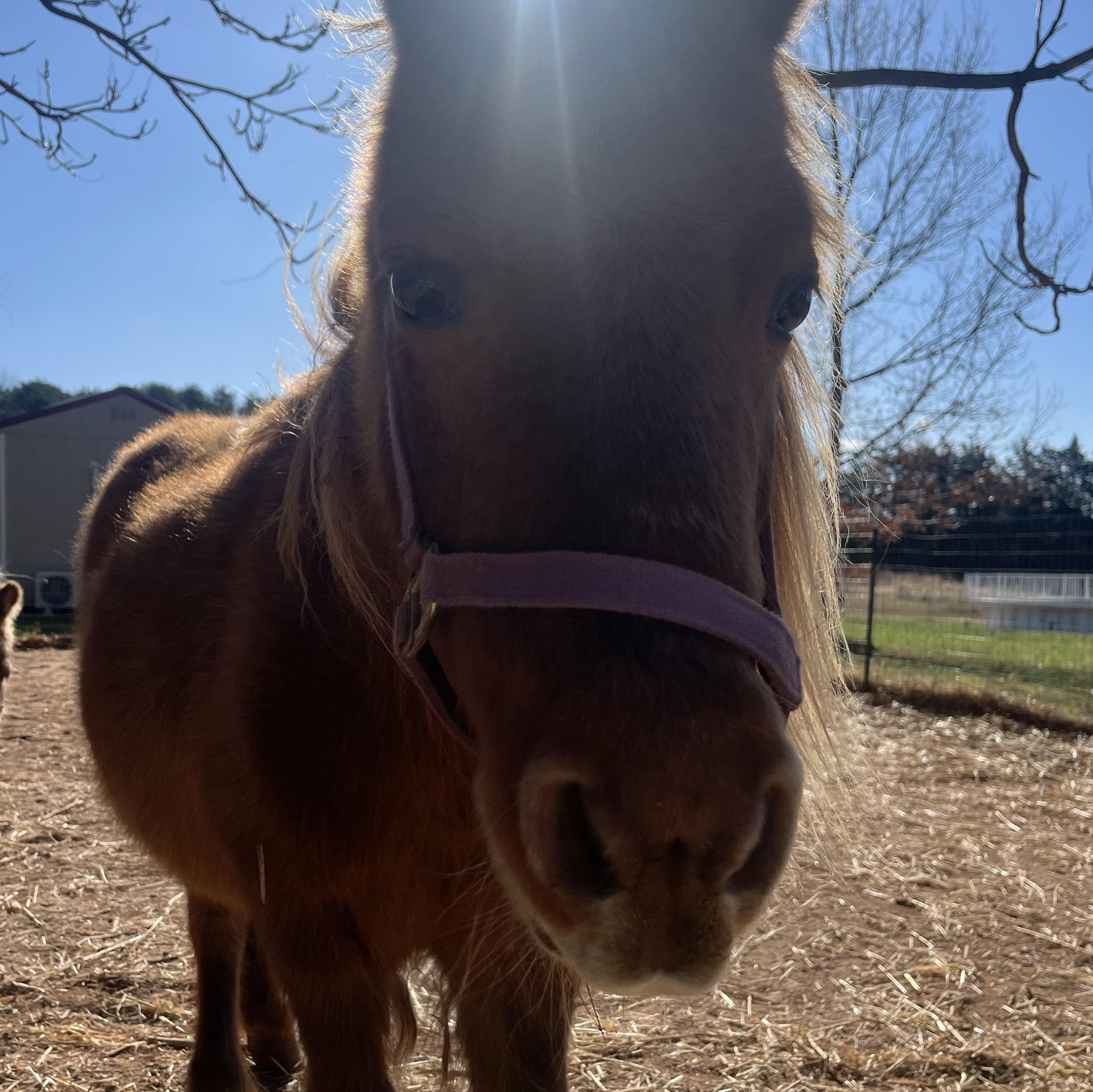 Tina, Adoptable, Adult Female Miniature Horse.