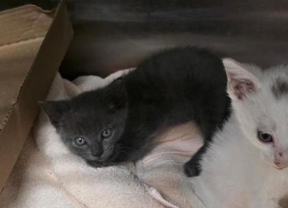 Enlarge Storm, a Adoptable mixed breed in Clinton, MO image 1/1