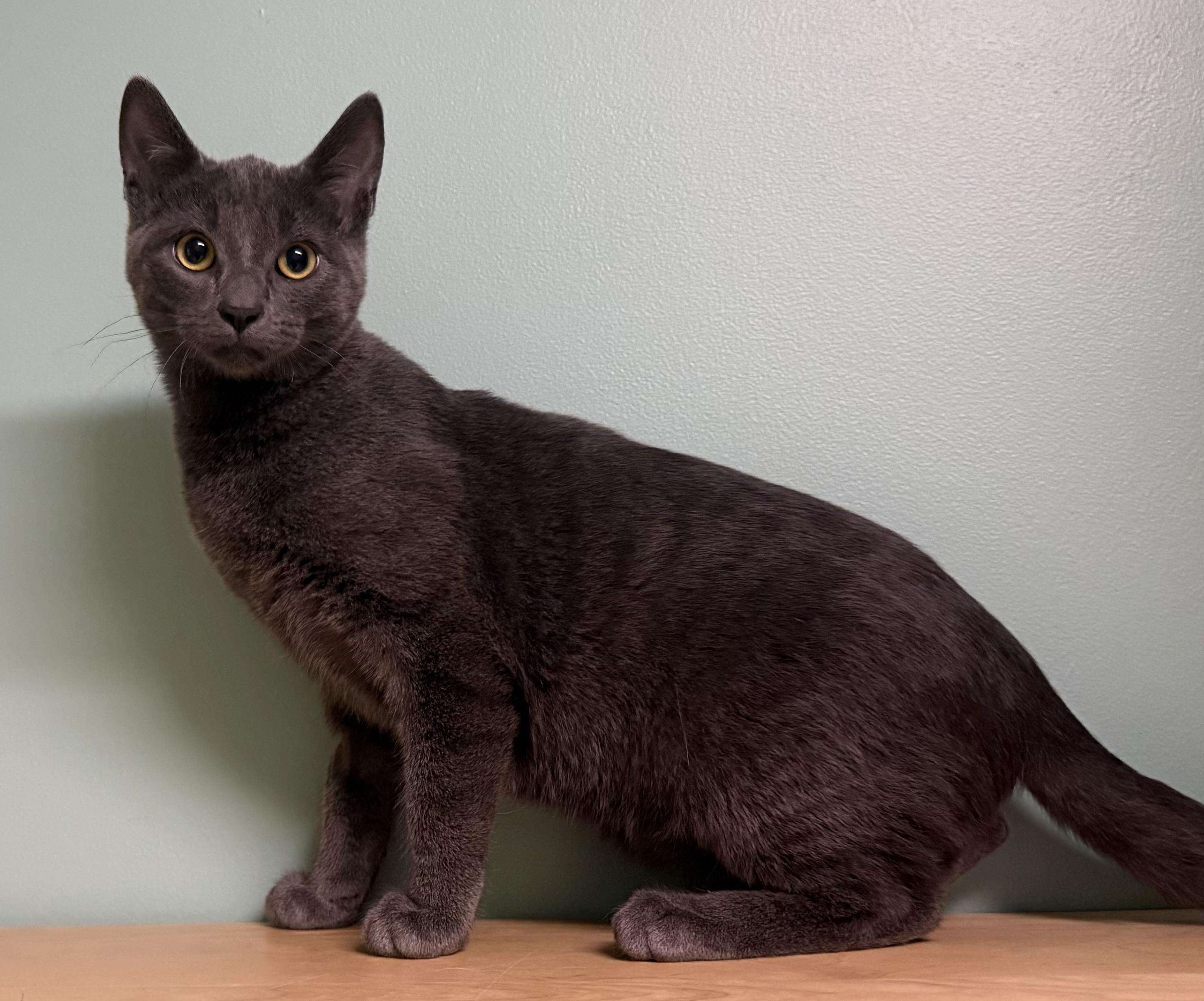 Enlarge Sherlock, a Adoptable Domestic Short Hair in Amery, WI image 2/3