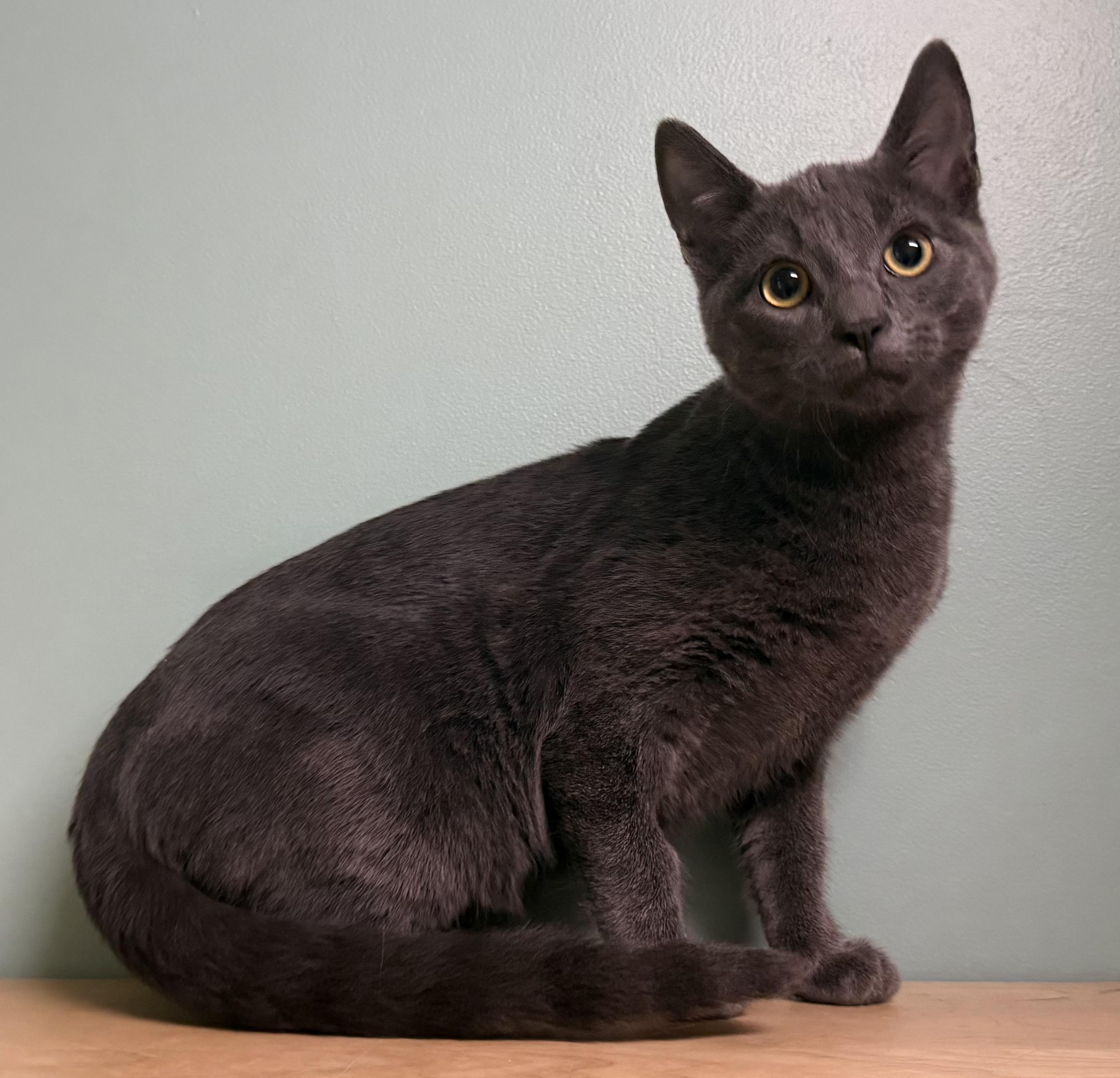 Enlarge Sherlock, a Adoptable Domestic Short Hair in Amery, WI image 3/3