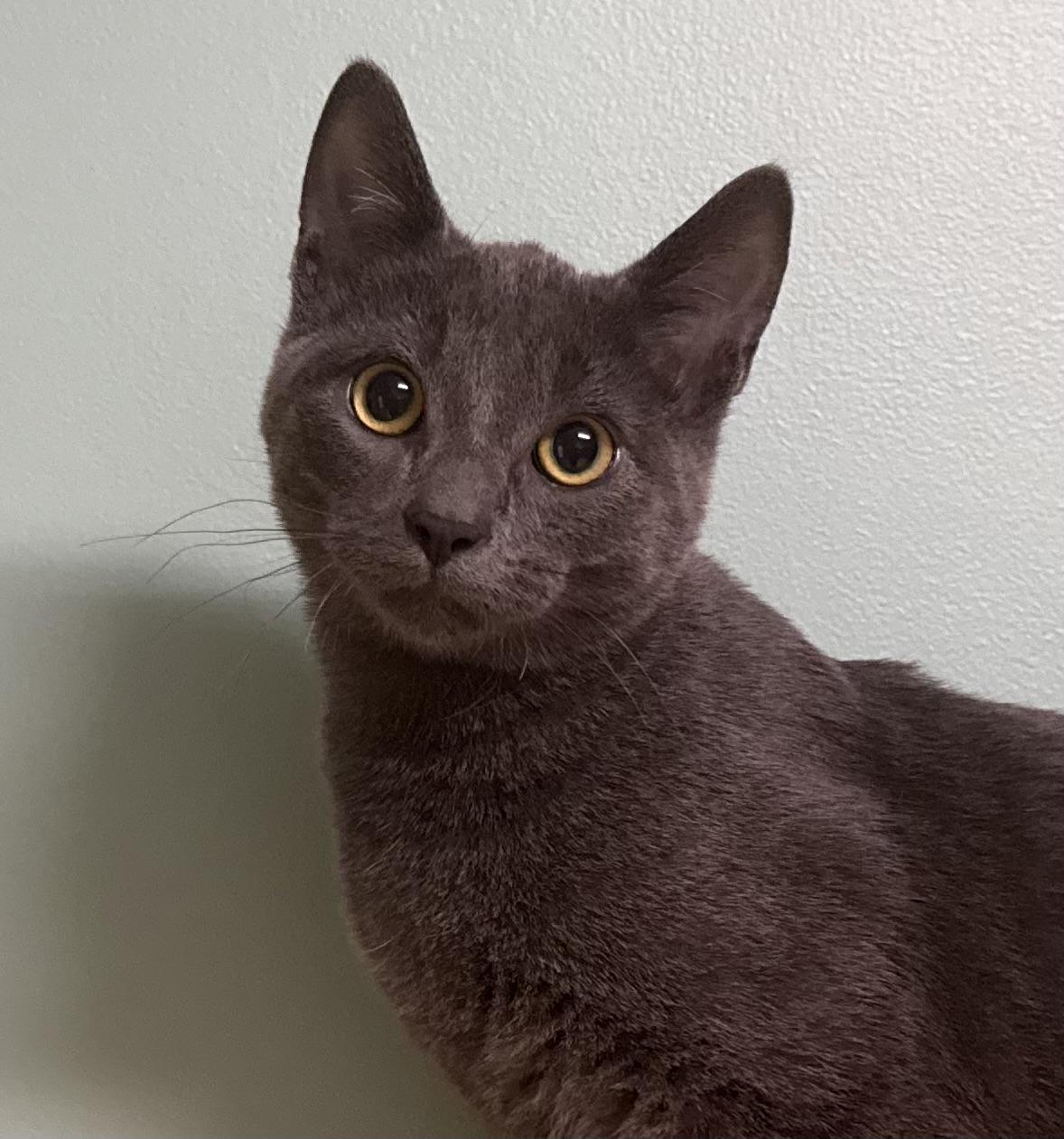 Sherlock, Adoptable, Young Male Domestic Short Hair.