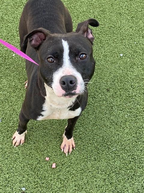 Enlarge BLOSSOM, a Adoptable Pit Bull Terrier in Fayetteville, NC image 1/1