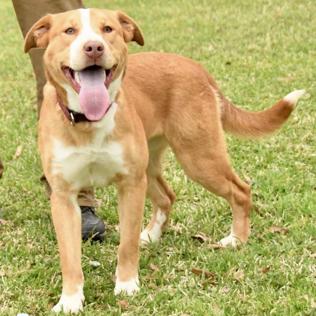 Rita, Adoptable, Young Female Labrador Retriever.