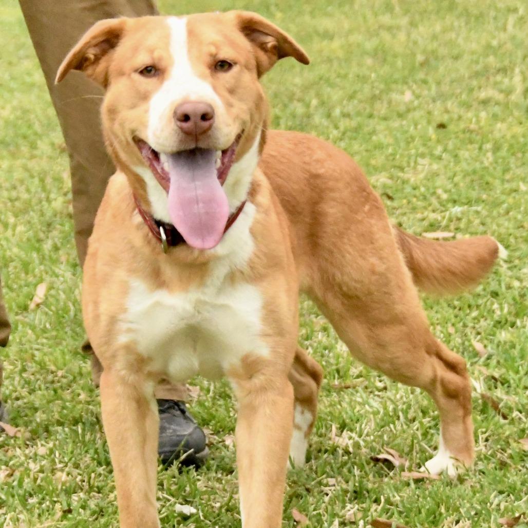 Enlarge Rita, a Adoptable mixed breed in Natchez, MS image 2/3