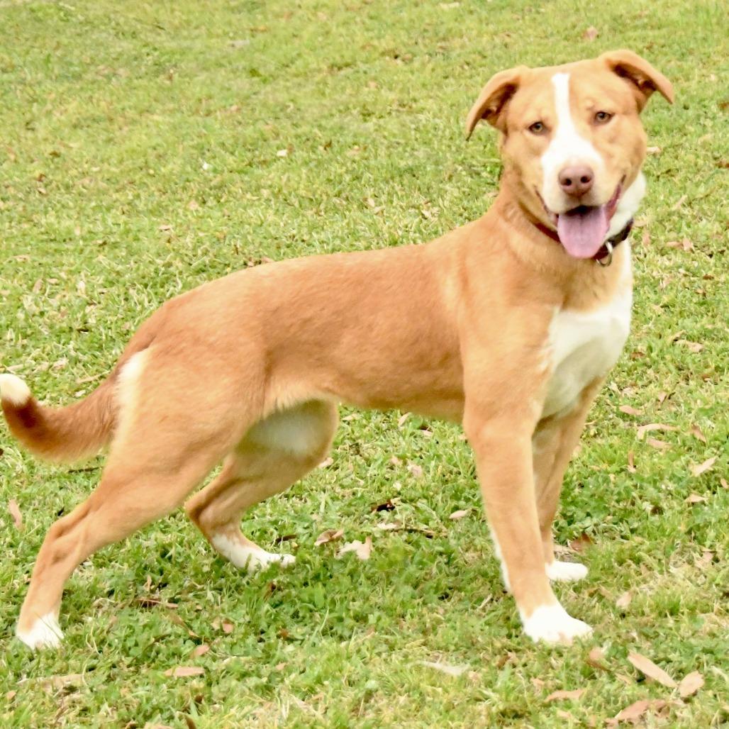 Enlarge Rita, a Adoptable mixed breed in Natchez, MS image 3/3