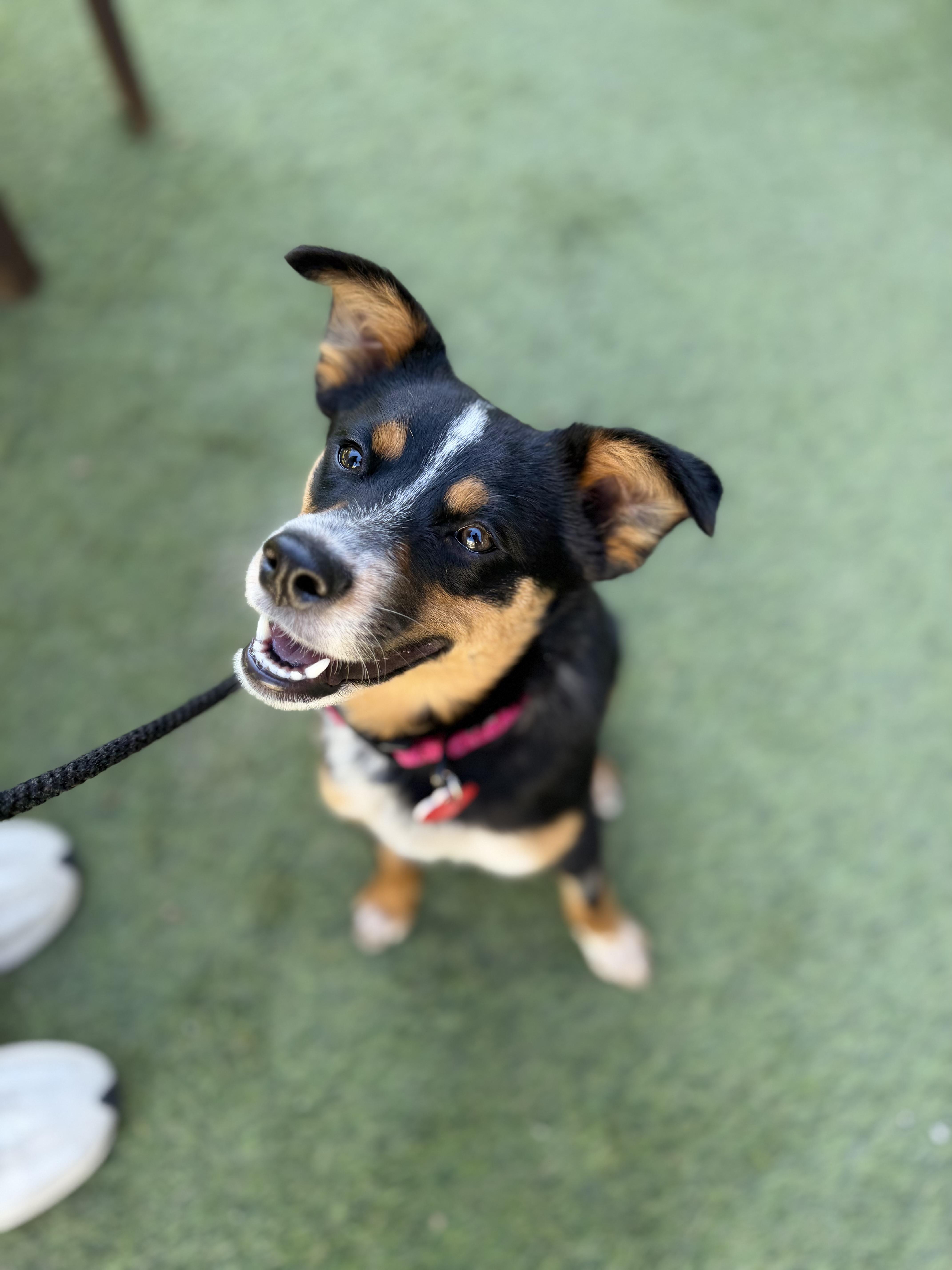 Enlarge Arrow, an adopted mixed breed in Los Angeles, CA image 4/5