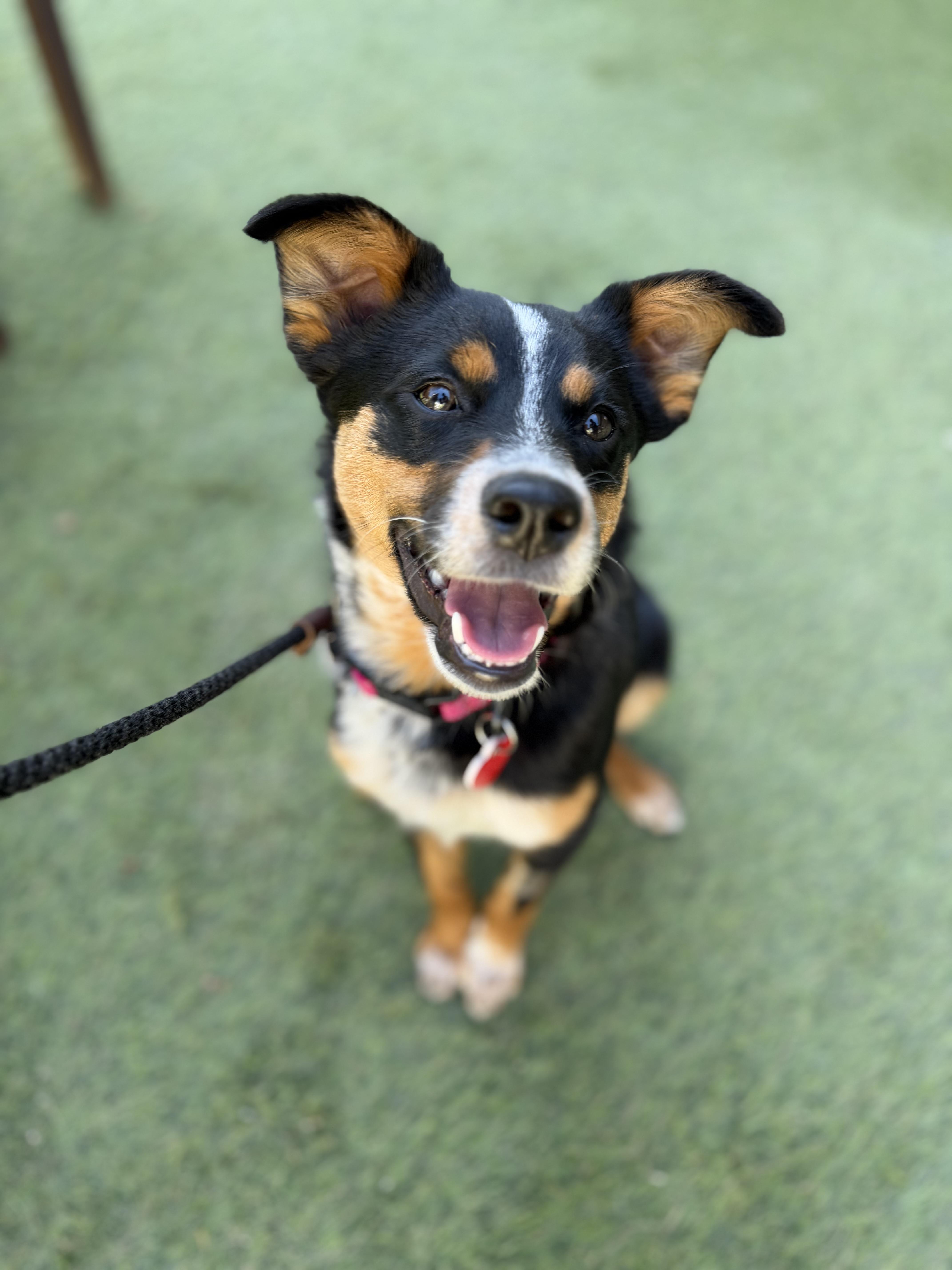 Enlarge Arrow, an adopted mixed breed in Los Angeles, CA image 5/5