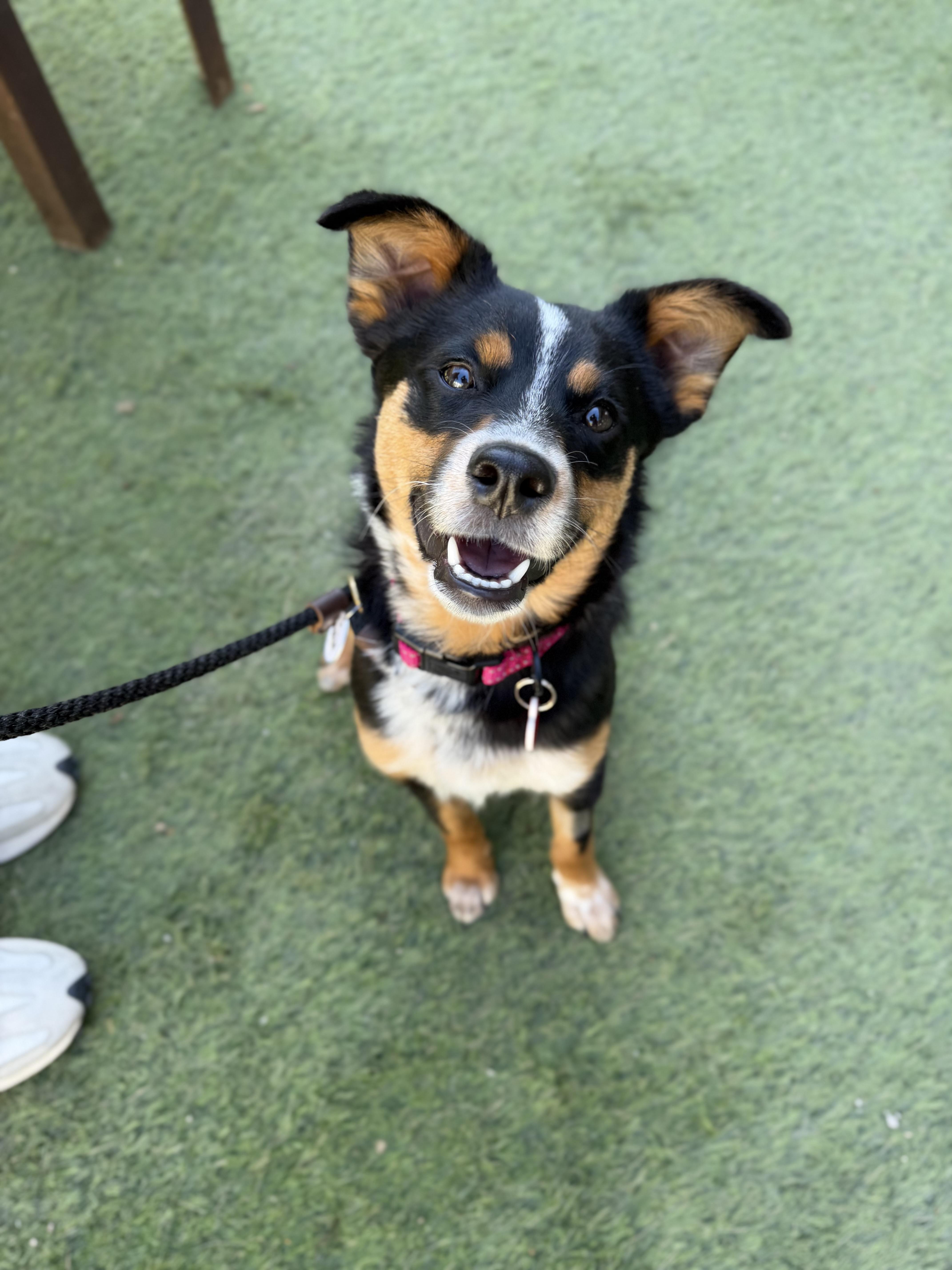 Enlarge Arrow, an adopted mixed breed in Los Angeles, CA image 1/5