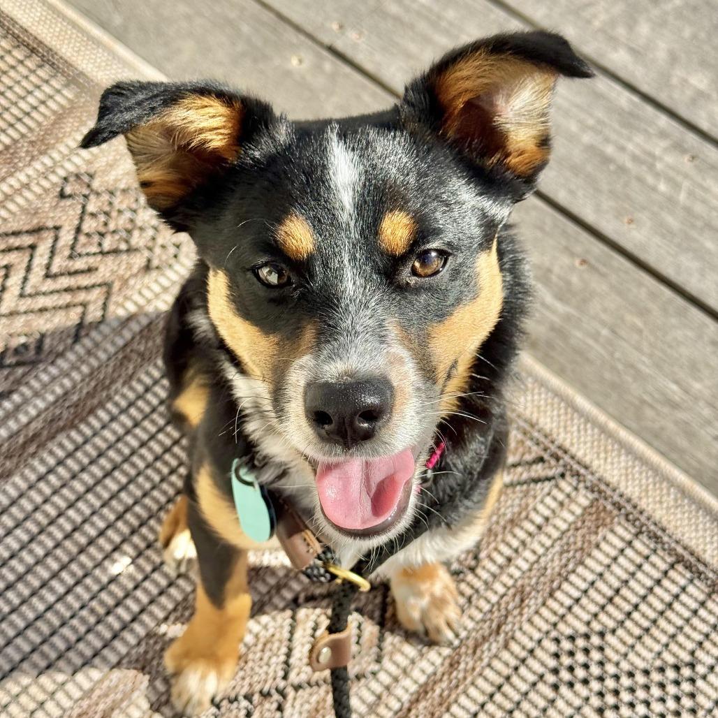 Enlarge Arrow, an adopted mixed breed in Los Angeles, CA image 2/5