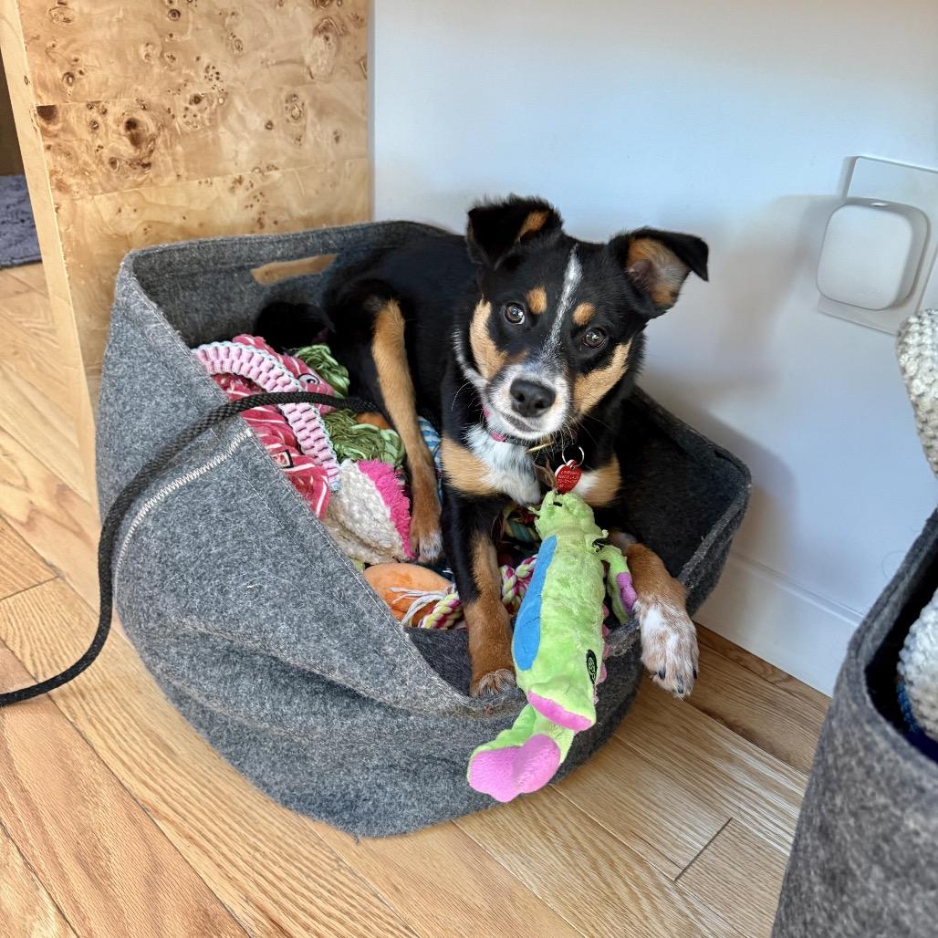 Enlarge Arrow, an adopted mixed breed in Los Angeles, CA image 3/5