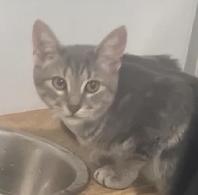 Kale, Adoptable, Young Male Domestic Short Hair.