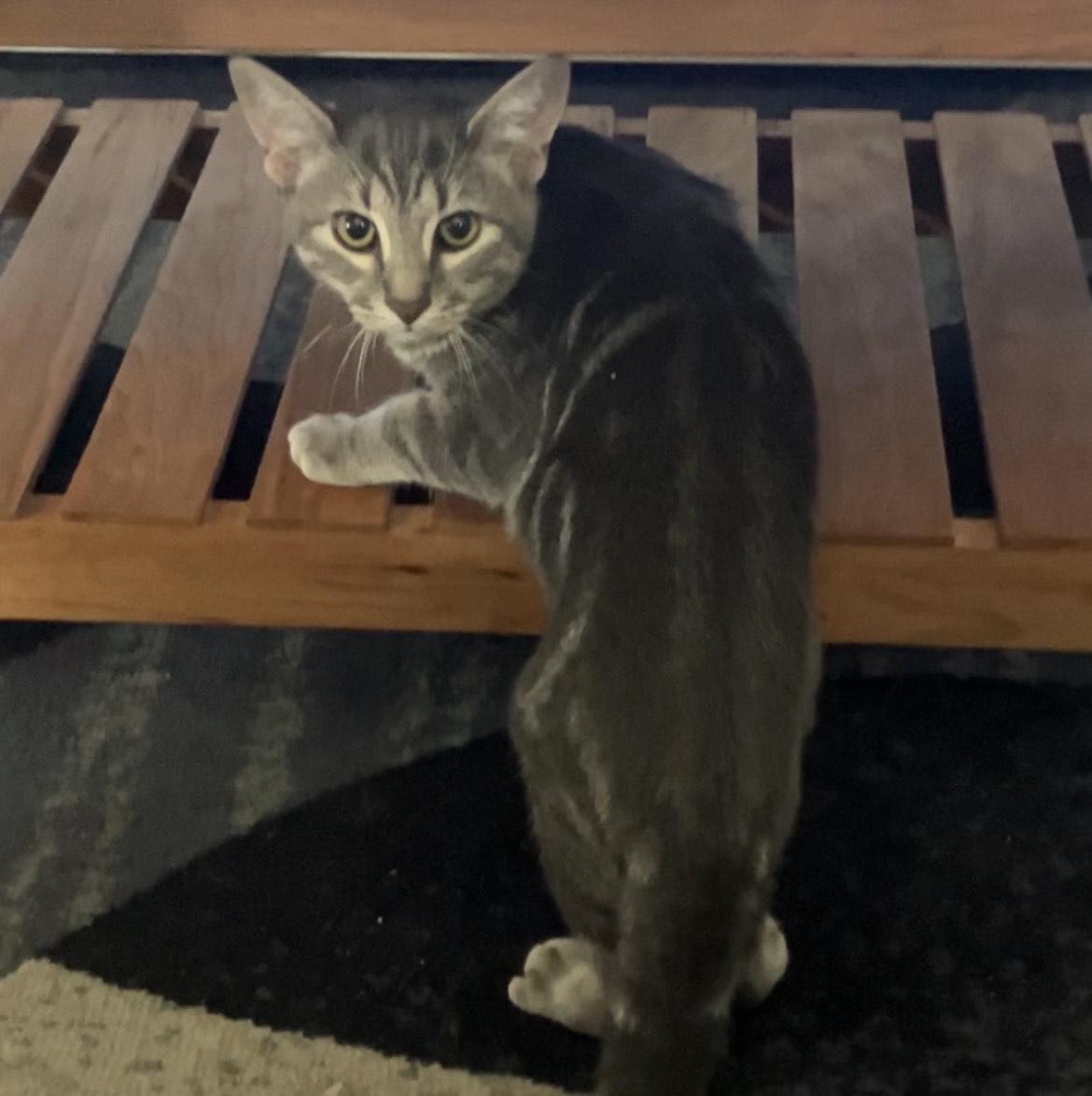 Kale, a Adoptable Domestic Short Hair in Richboro, PA image 2/2