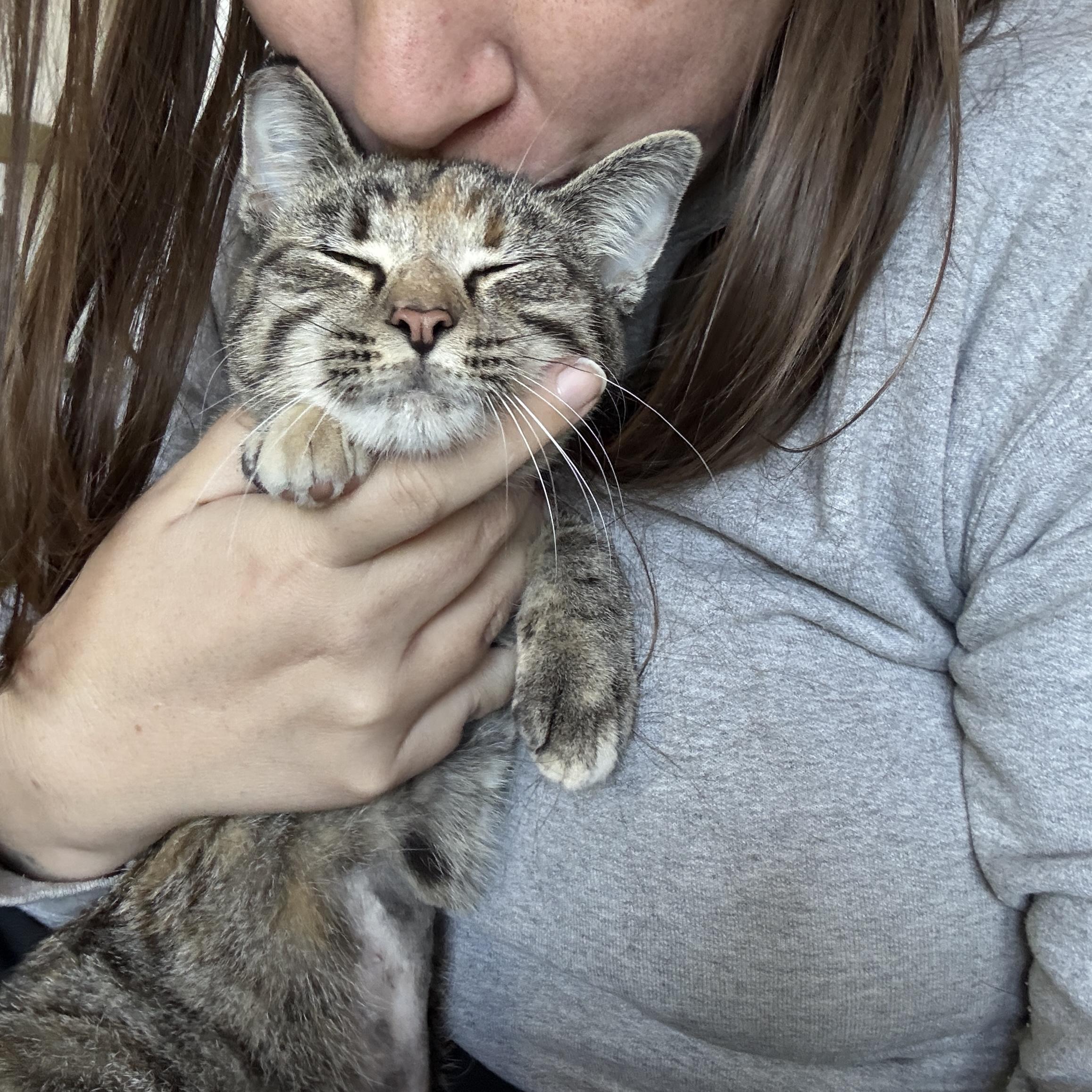 Enlarge Tulip, a Adoptable Domestic Short Hair in Clyde, NC image 1/4