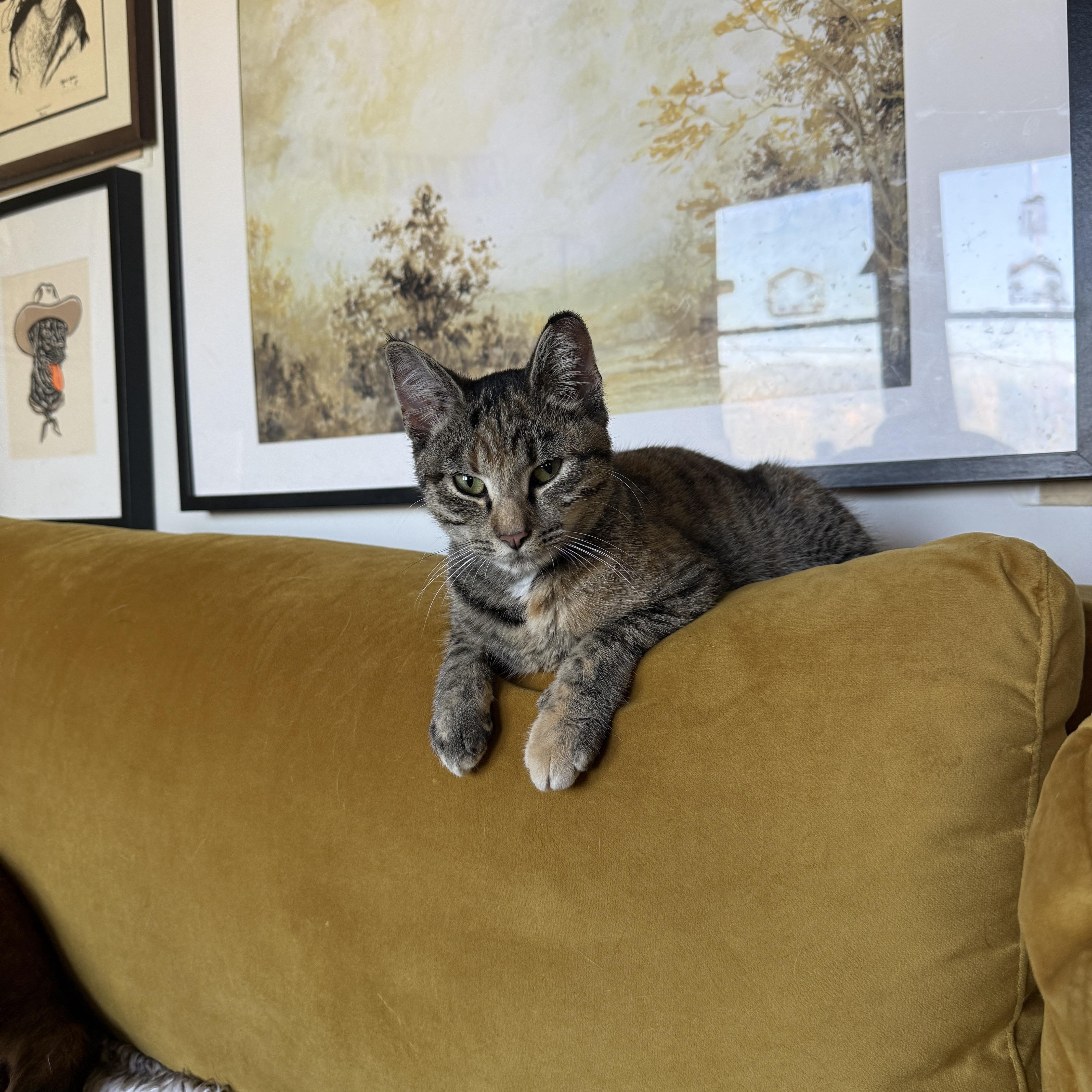 Enlarge Tulip, a Adoptable Domestic Short Hair in Clyde, NC image 2/4