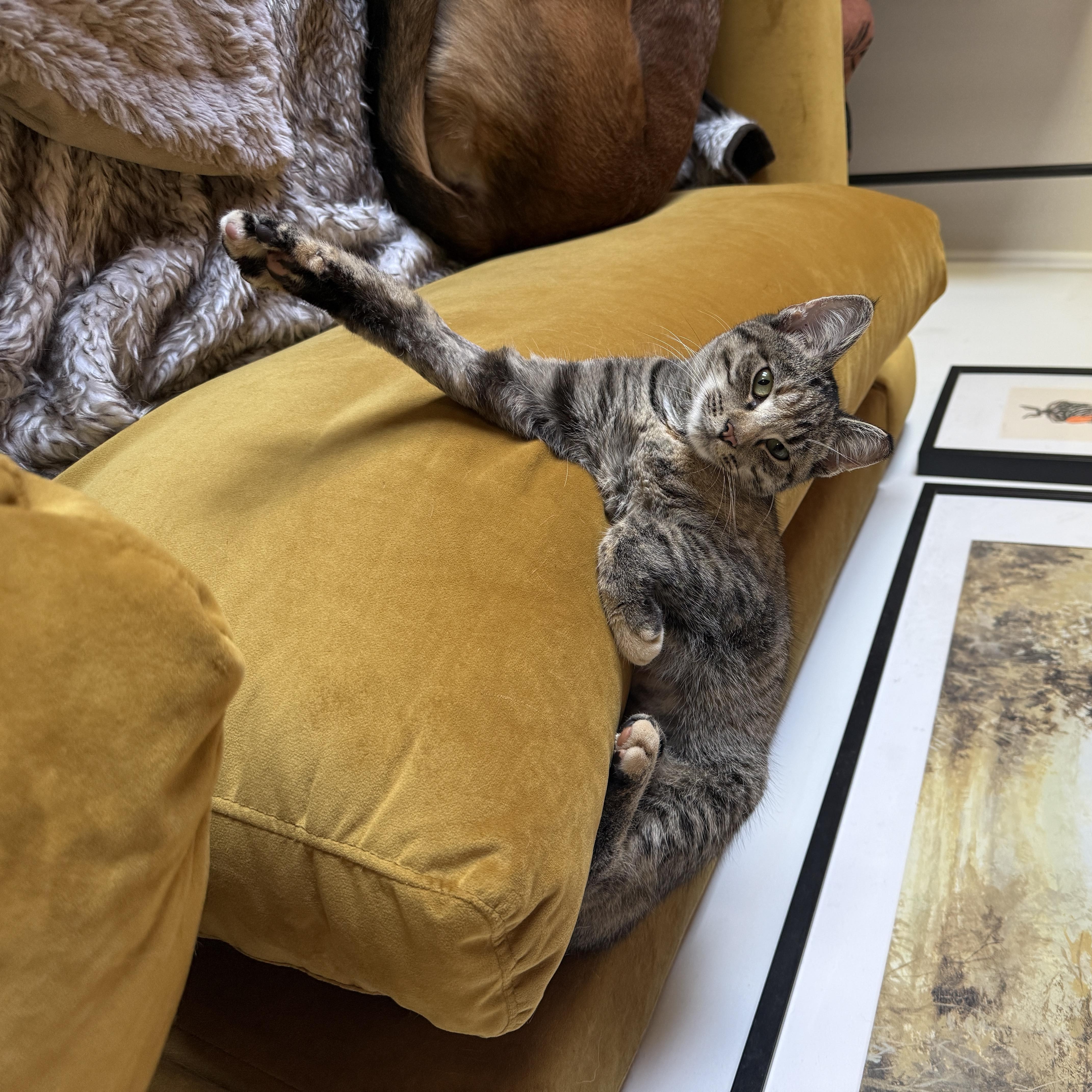 Enlarge Tulip, a Adoptable Domestic Short Hair in Clyde, NC image 3/4