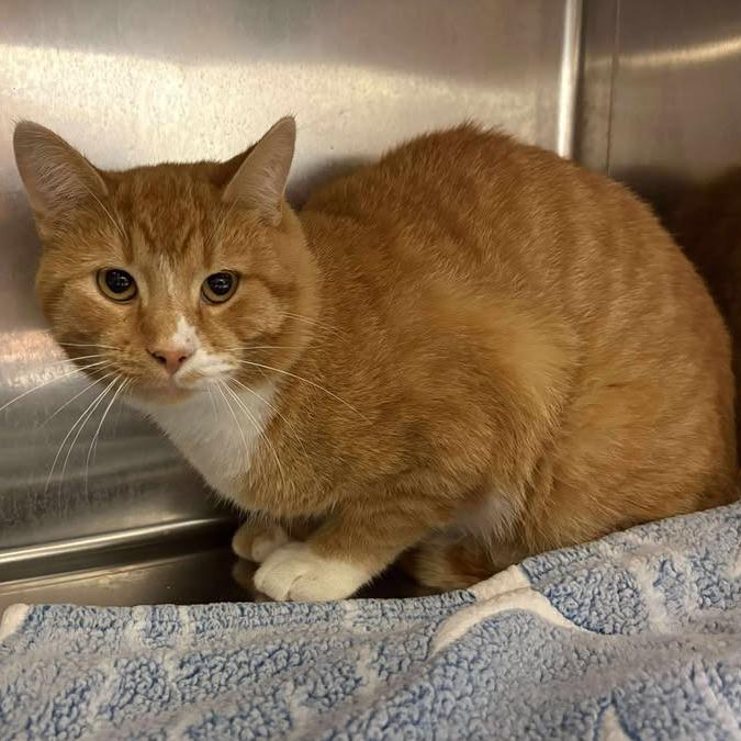 Barney, Adoptable, Young Male Domestic Short Hair & Domestic Short Hair.