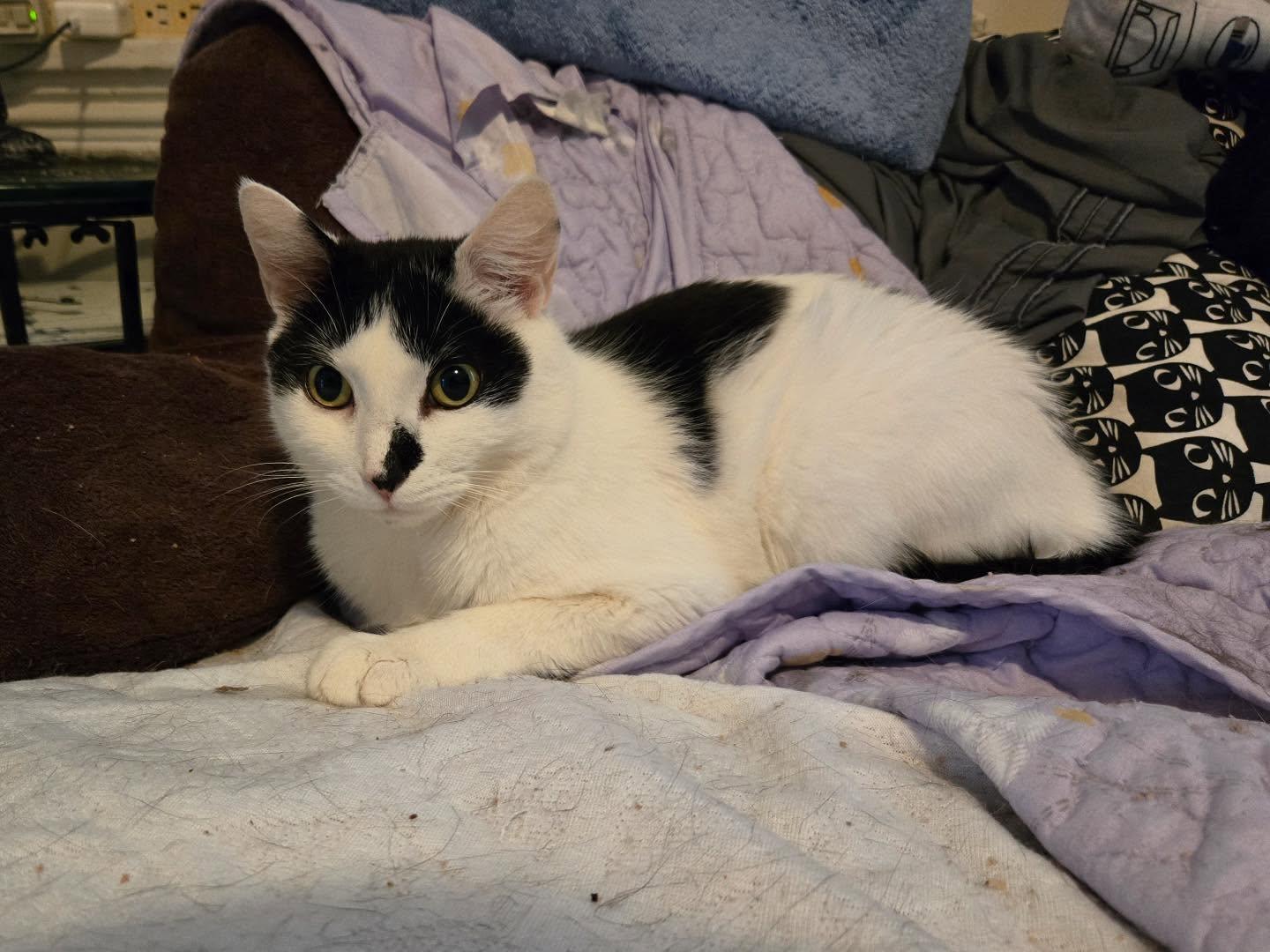 Enlarge Doodle, a Adoptable Domestic Short Hair in Philadelphia, PA image 1/6