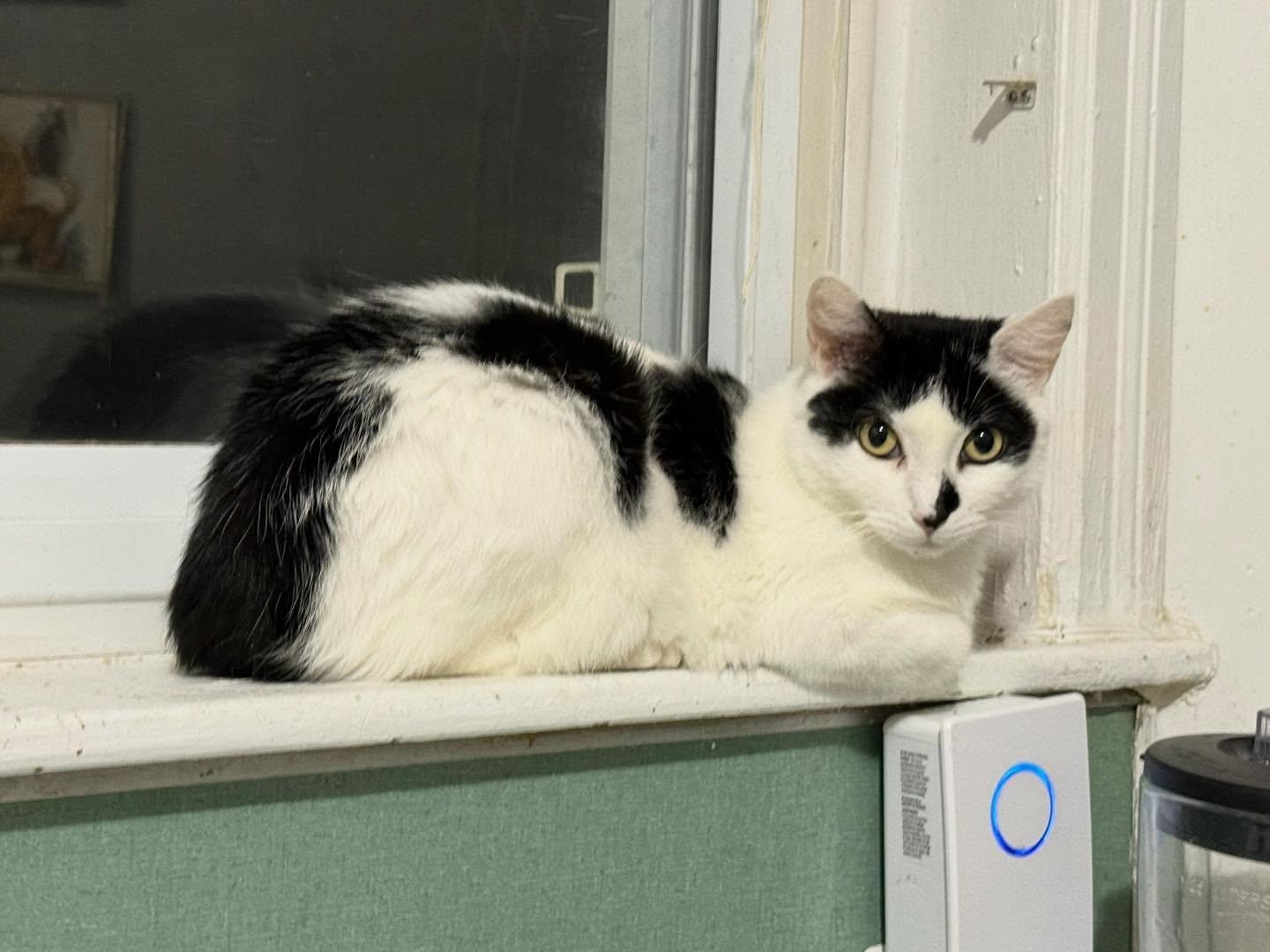 Enlarge Doodle, a Adoptable Domestic Short Hair in Philadelphia, PA image 3/6