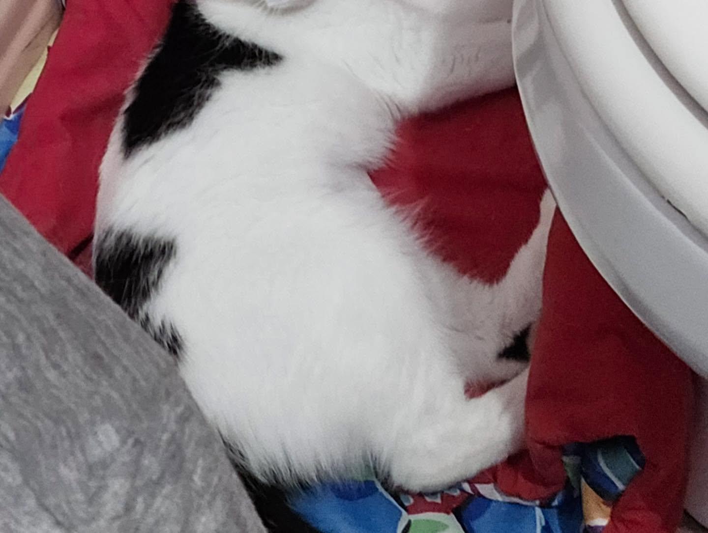 Enlarge Doodle, a Adoptable Domestic Short Hair in Philadelphia, PA image 5/6