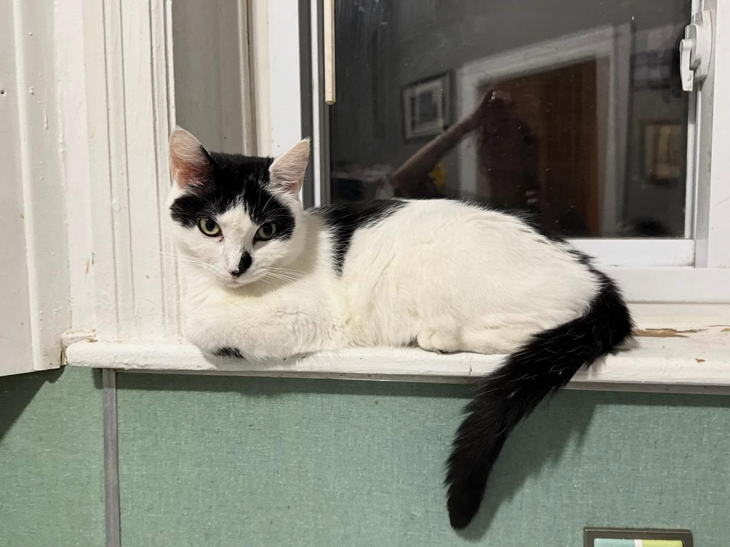 Enlarge Doodle, a Adoptable Domestic Short Hair in Philadelphia, PA image 6/6