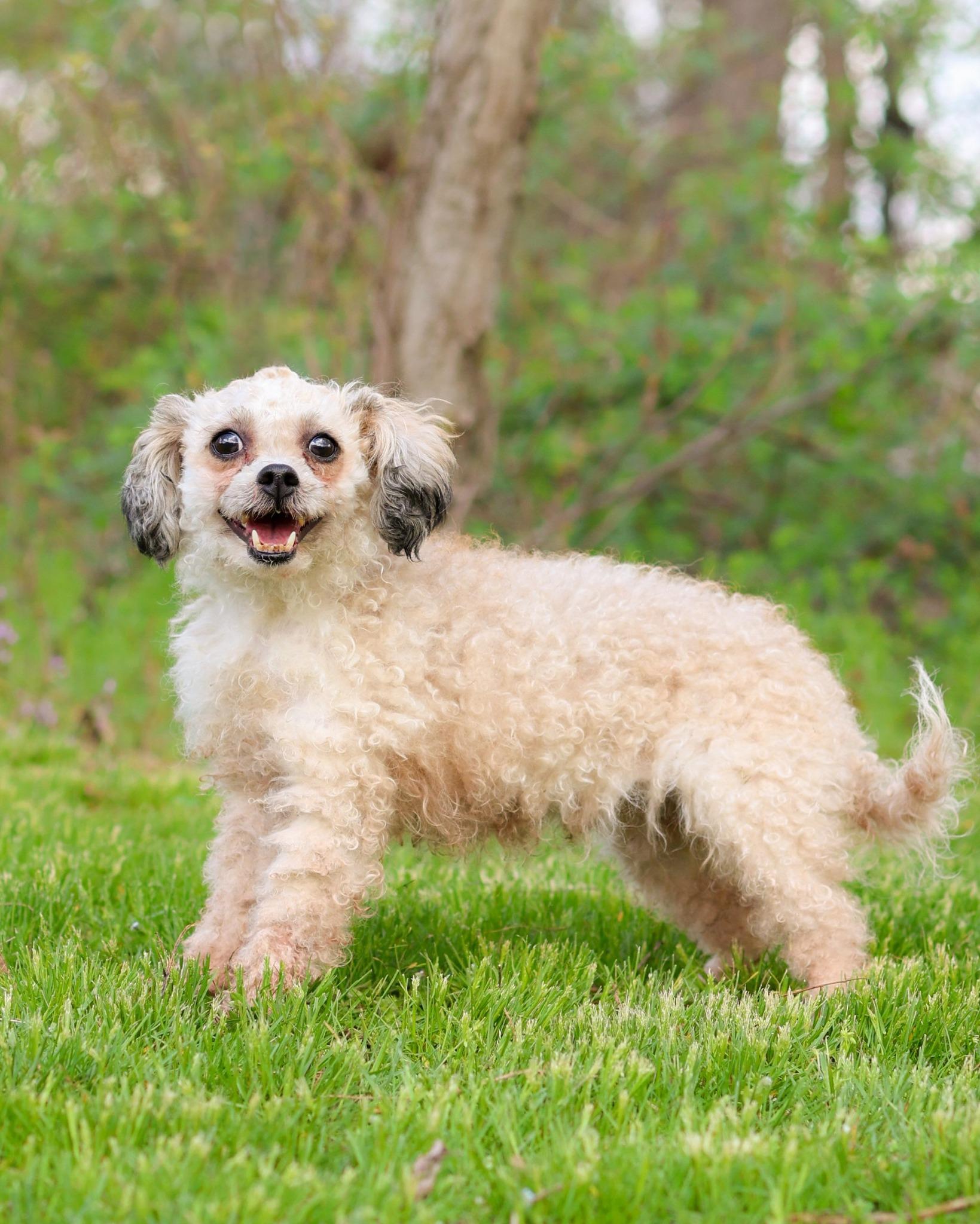 TWEETY (0533), adopted, Young Female Standard Poodle.