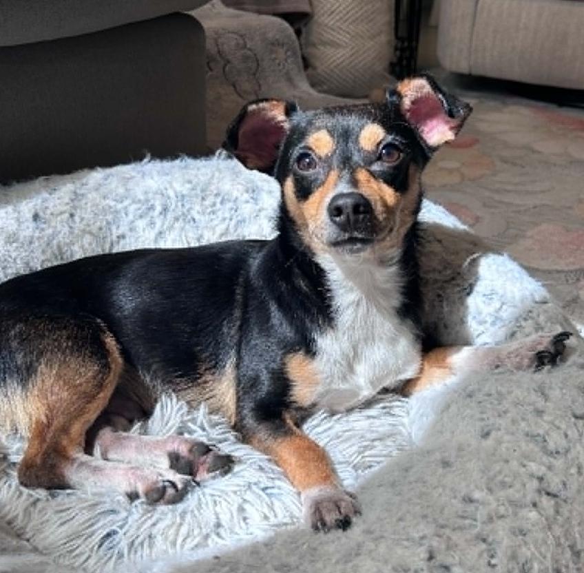 Max, Adoptable, Young Male Chihuahua.
