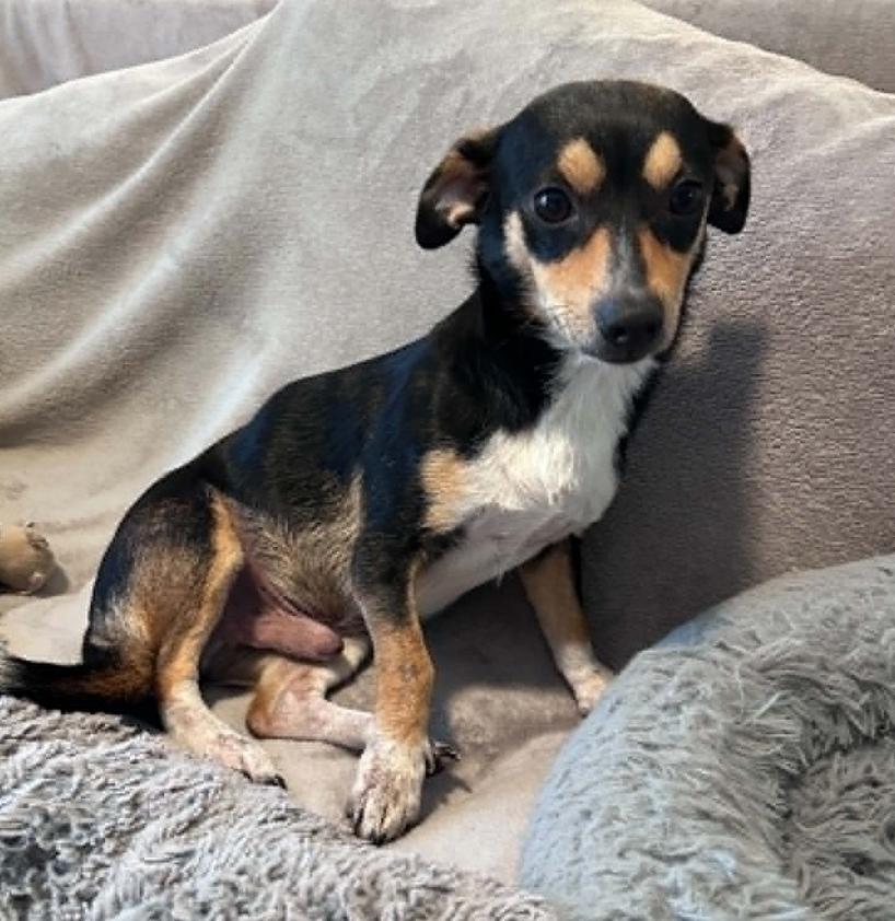 Max, a Adoptable Chihuahua in Osteen, FL image 2/3