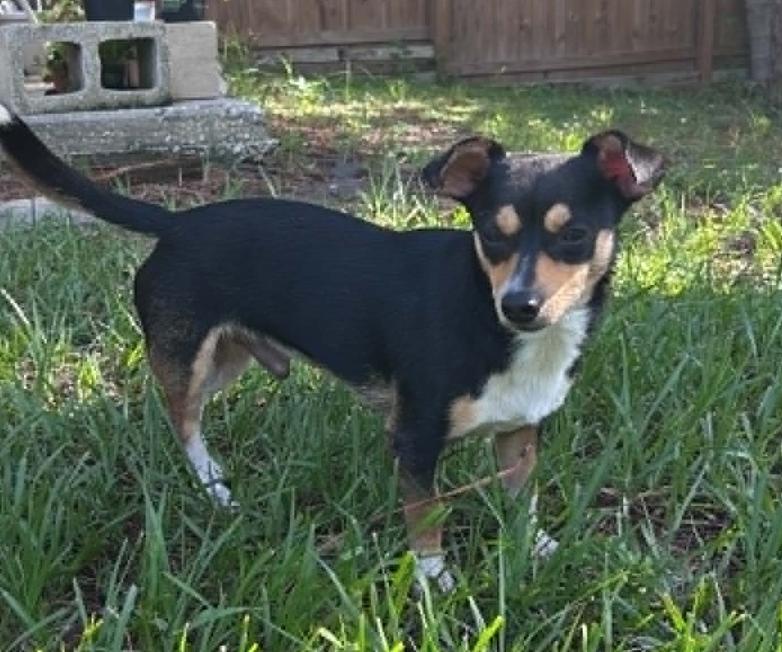 Max, a Adoptable Chihuahua in Osteen, FL image 3/3