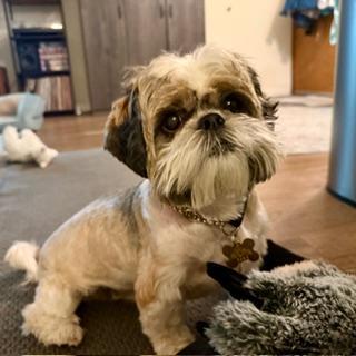 LESTER, a Adoptable Shih Tzu in Santa Monica, CA image 1/3