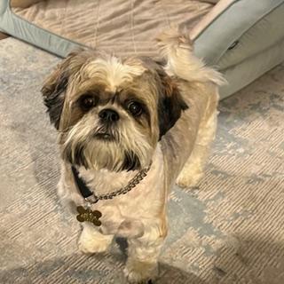 LESTER, a Adoptable Shih Tzu in Santa Monica, CA image 2/3