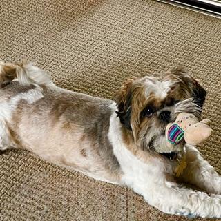 LESTER, a Adoptable Shih Tzu in Santa Monica, CA image 3/3