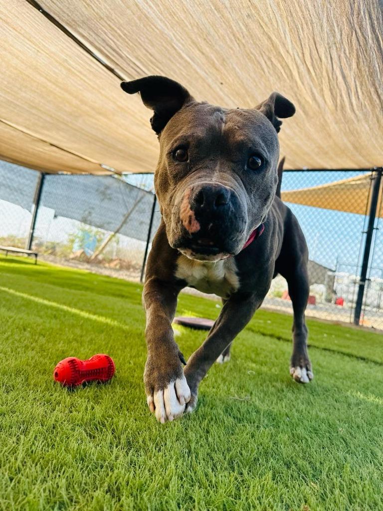 Enlarge Dante, a Adopted mixed breed in Corral del Risco, NAY image 1/3