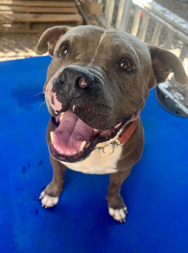 Enlarge Dante, a Adopted mixed breed in Corral del Risco, NAY image 2/3