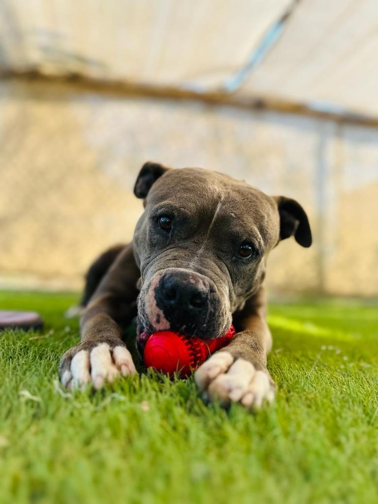 Enlarge Dante, a Adopted mixed breed in Corral del Risco, NAY image 3/3