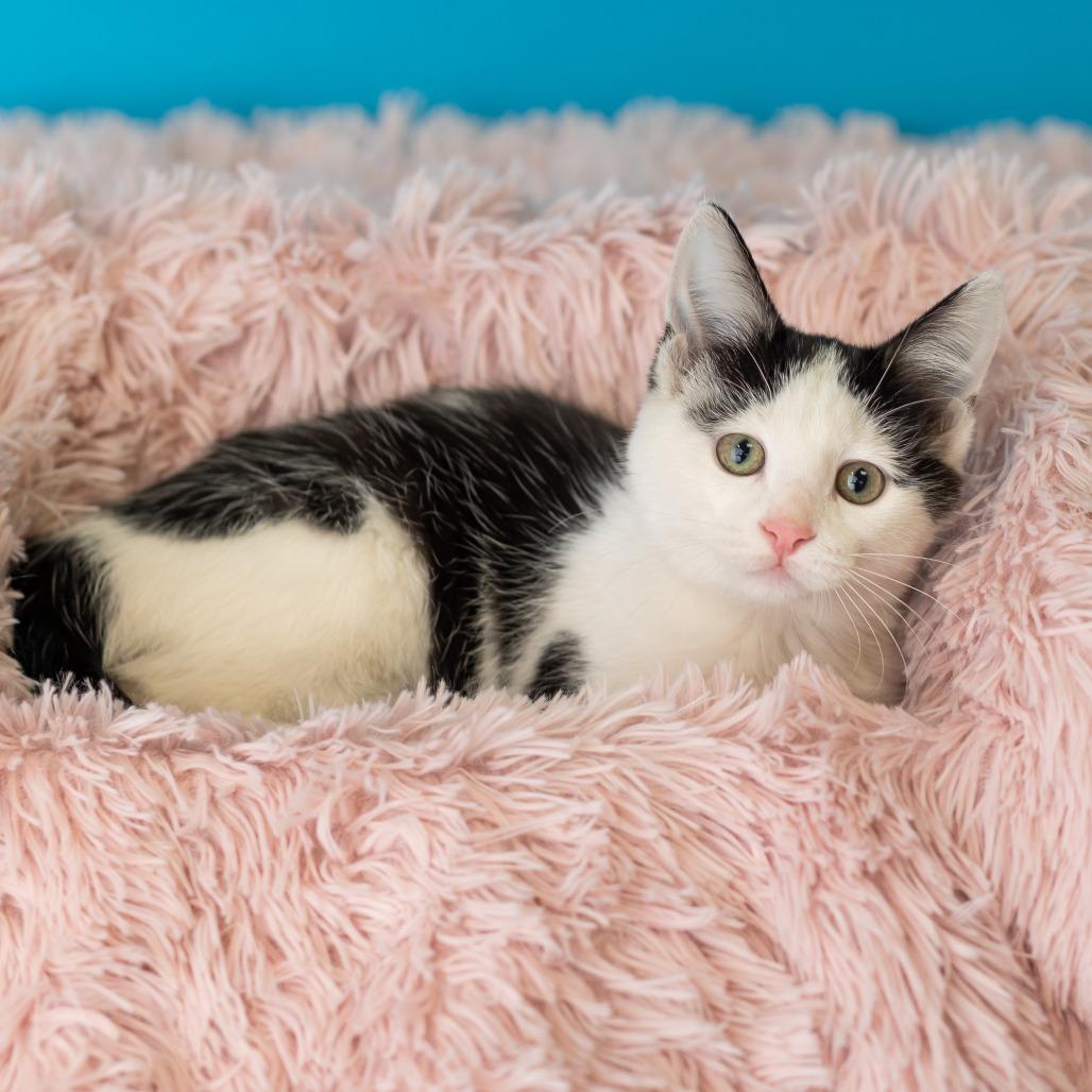 Barbakoa, Adoptable, Kitten Female Domestic Short Hair.