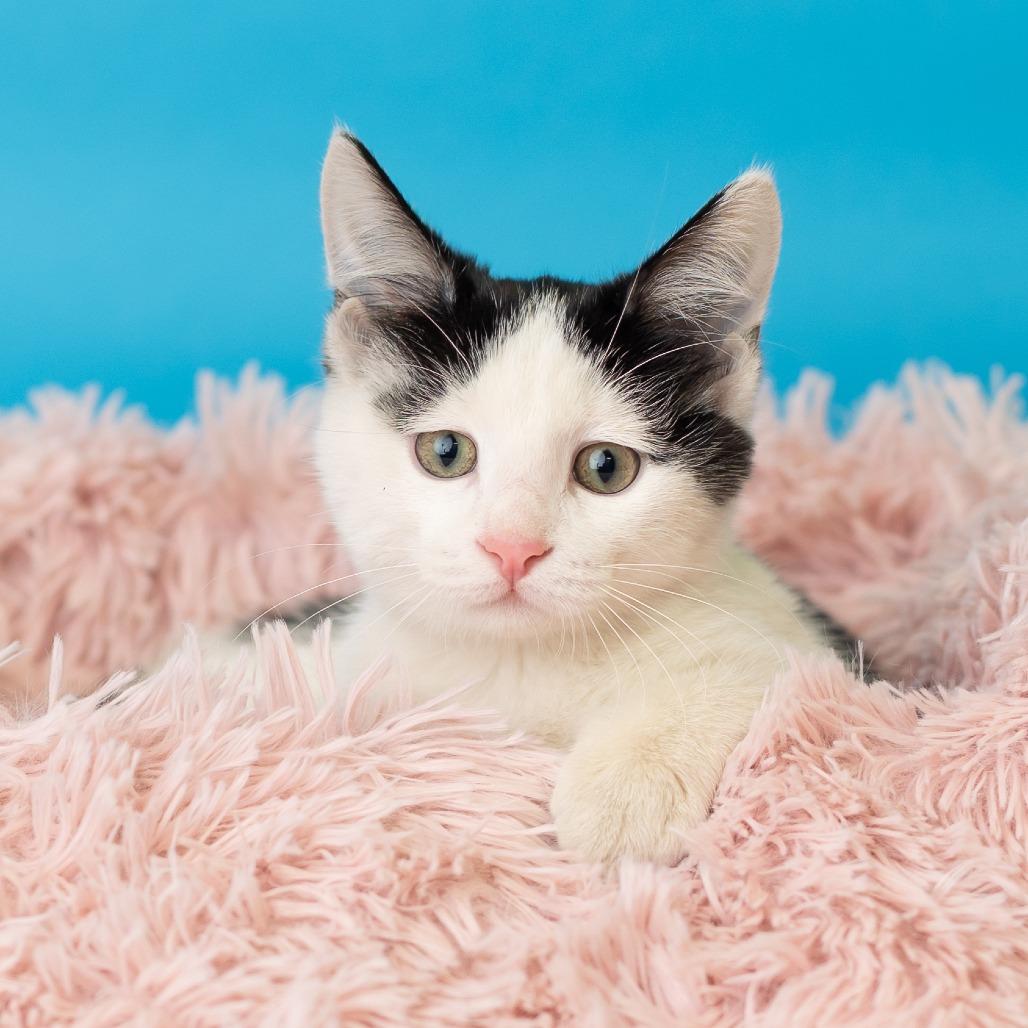 Enlarge Barbakoa, a Adoptable Domestic Short Hair in St. Paul, MN image 2/5