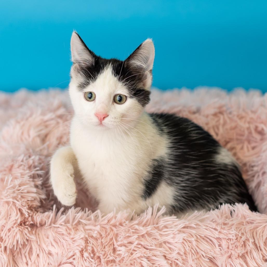 Enlarge Barbakoa, a Adoptable Domestic Short Hair in St. Paul, MN image 3/5