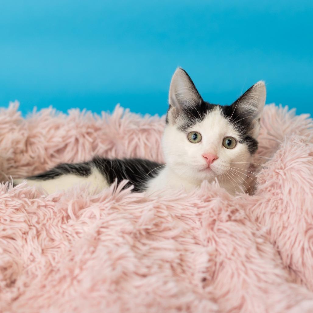 Enlarge Barbakoa, a Adoptable Domestic Short Hair in St. Paul, MN image 4/5