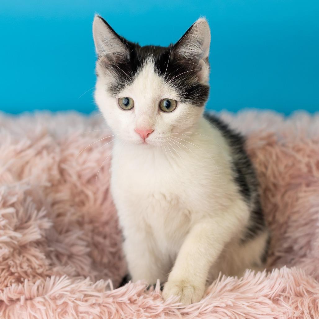 Enlarge Barbakoa, a Adoptable Domestic Short Hair in St. Paul, MN image 5/5