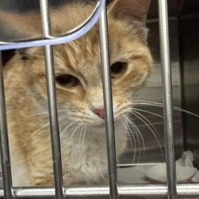 Bandit, adopted, Young Female Domestic Short Hair.