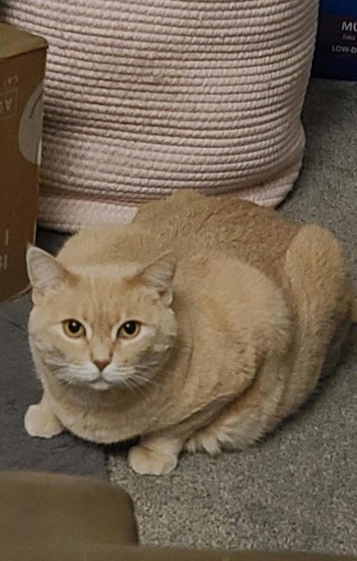 Enlarge Mischief, a Adoptable mixed breed in Sunnyvale, CA image 1/1