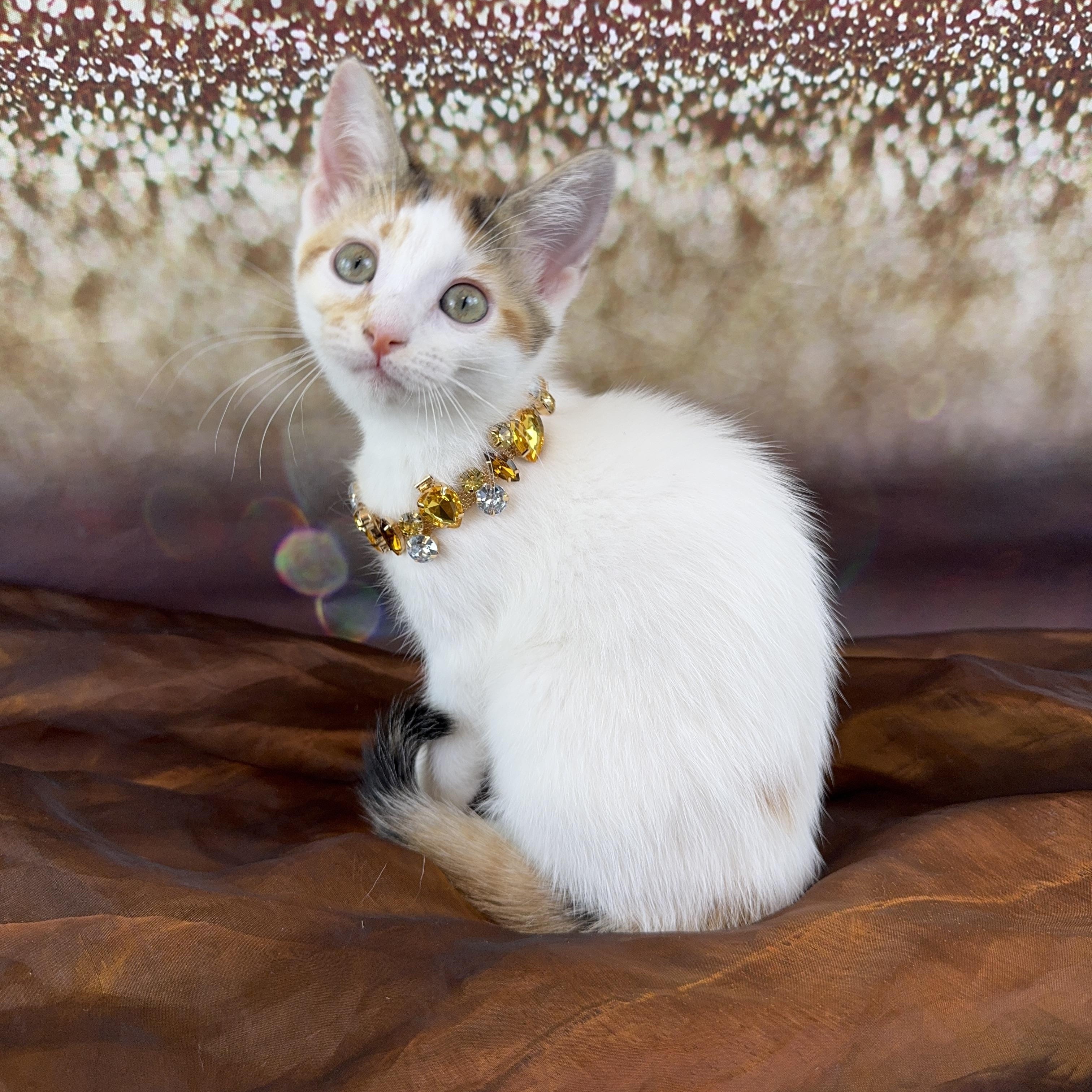 Nutmeg, a Adoptable Calico in Houston, TX image 5/6