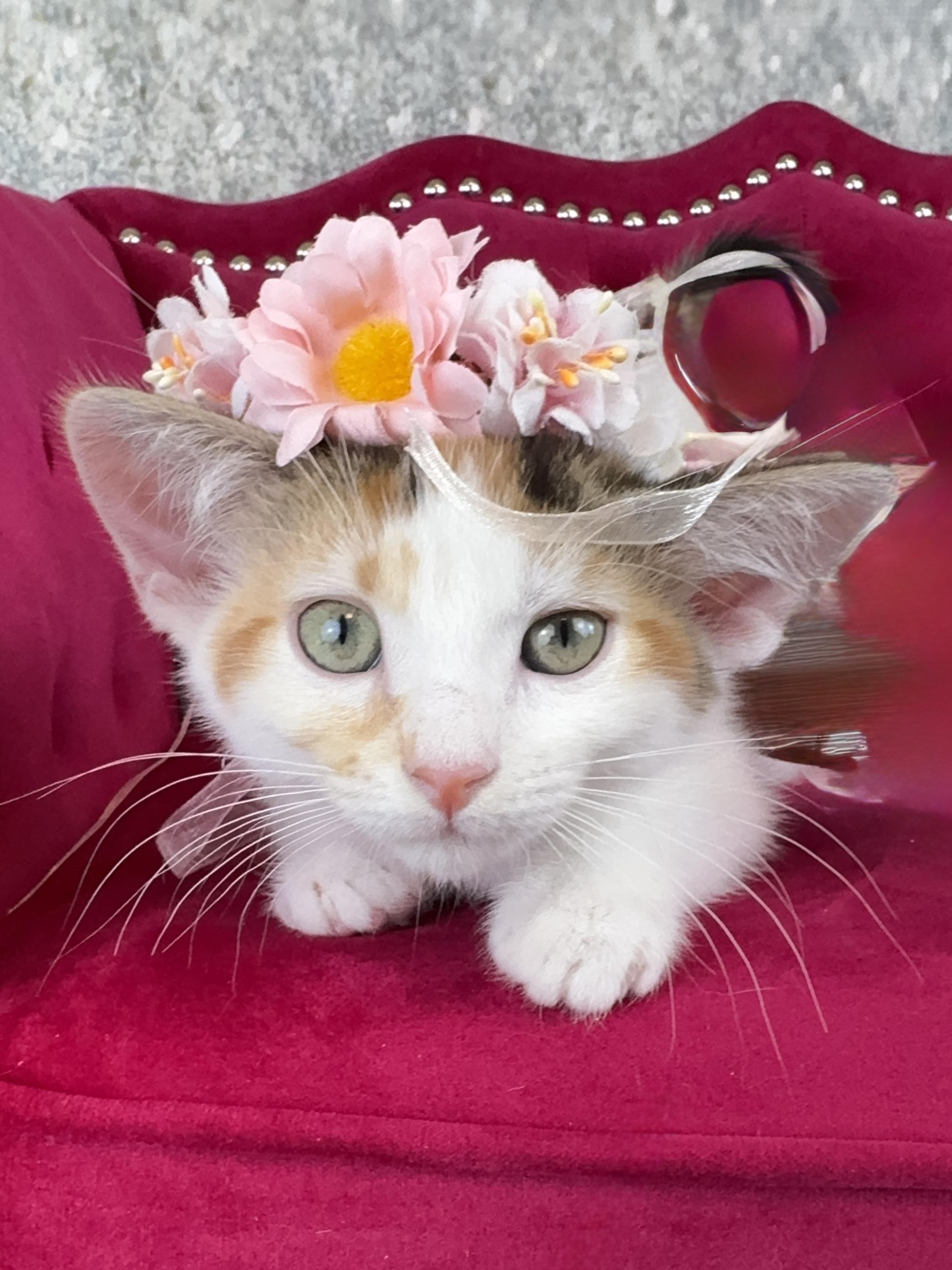 Nutmeg, Adoptable, Young Female Calico.