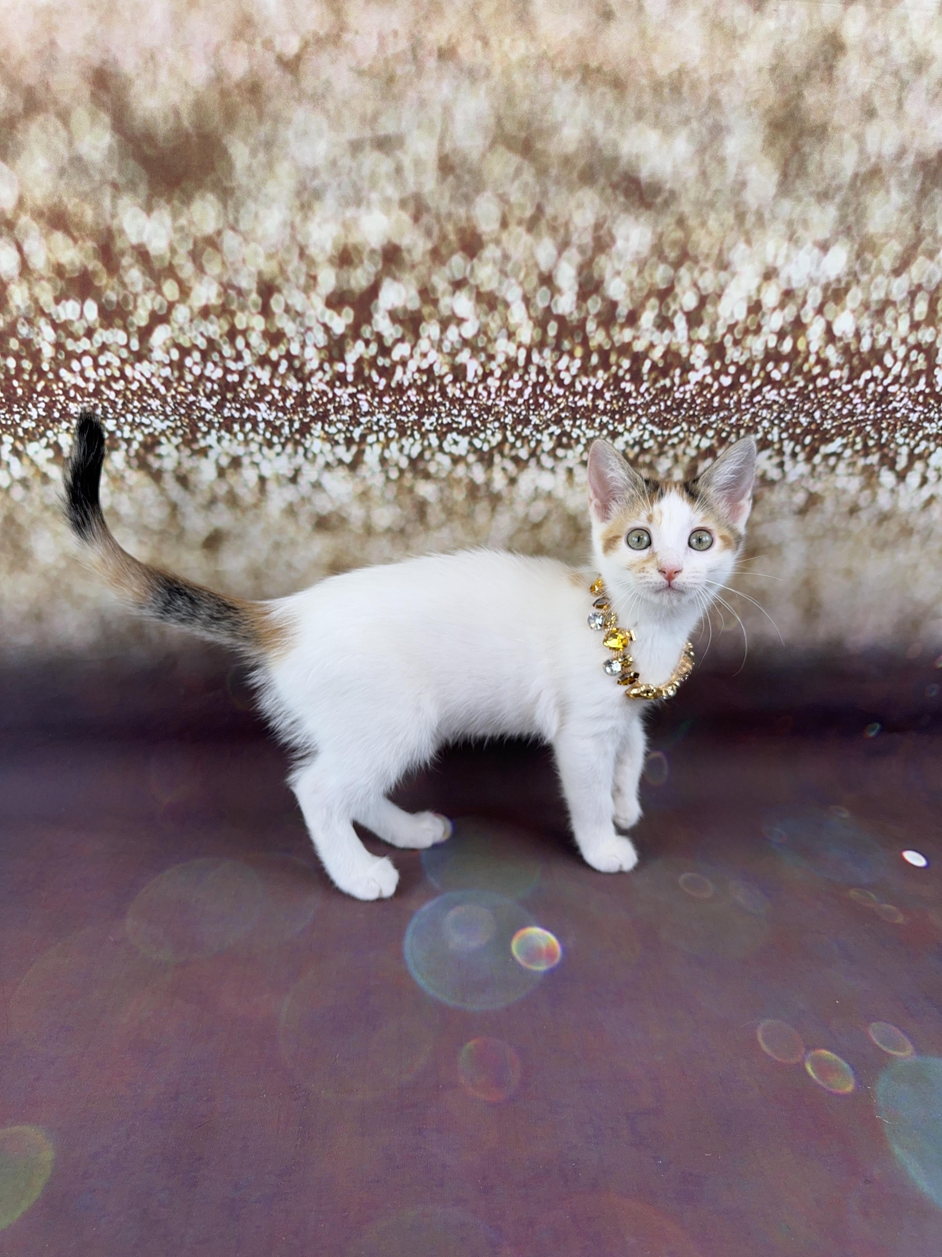 Nutmeg, a Adoptable Calico in Houston, TX image 6/6