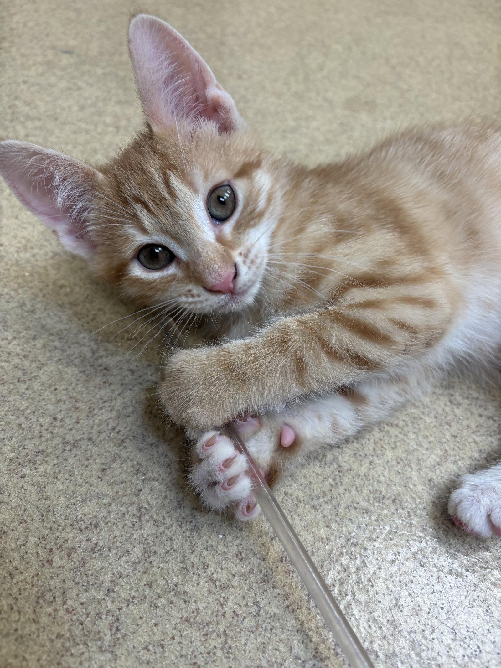 Rodger, Adopted, Kitten Male Domestic Short Hair.
