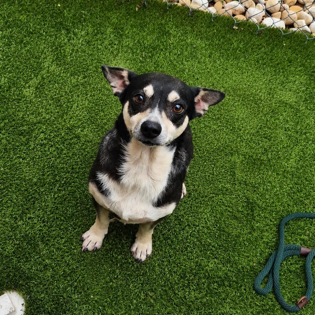 Stitch, Adoptable, Senior Male Chihuahua.