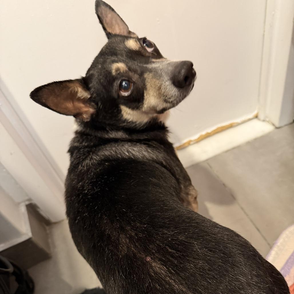 Stitch, a Adoptable Chihuahua in Brooklyn, NY image 2/6