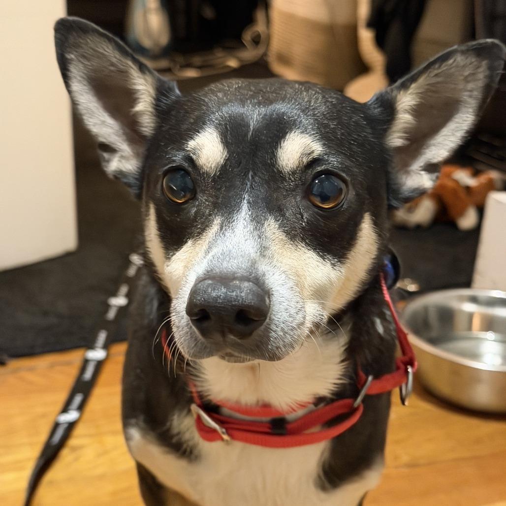 Stitch, a Adoptable Chihuahua in Brooklyn, NY image 3/6